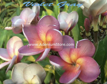 (image for) Plumeria Rubra \'Violet Gray\' 6 Seeds